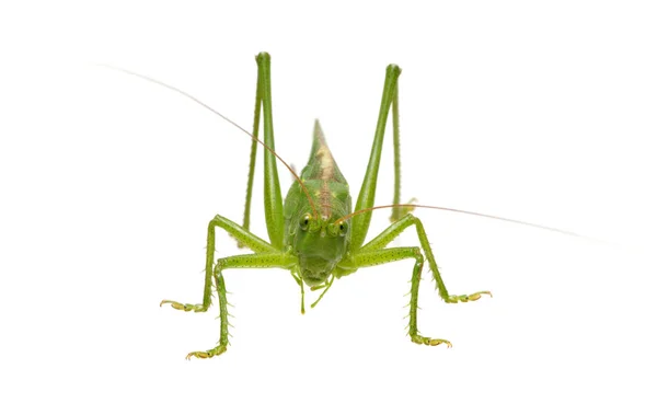 Green locust isolated on white — Stock Photo, Image