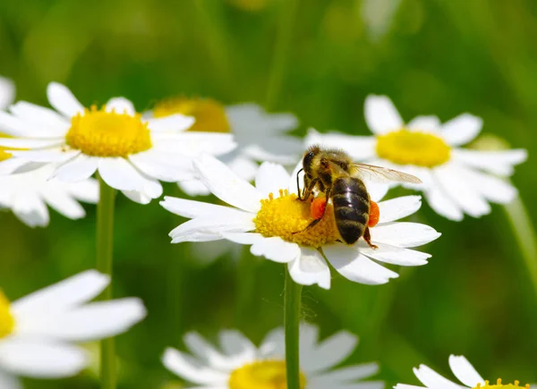 Abeille sur la fleur — Photo