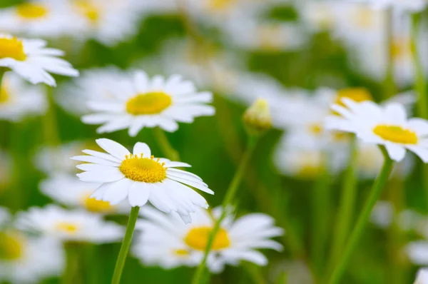 Camomille sul campo verde — Foto Stock