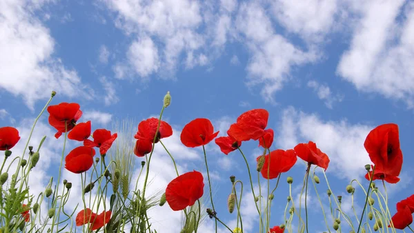 Red poppies on field — Stock Photo, Image