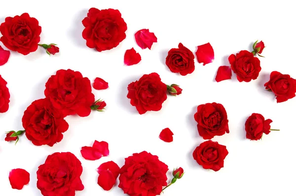 Roses rouges sur blanc — Photo