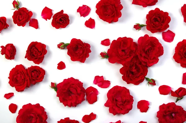Rosas vermelhas em branco — Fotografia de Stock