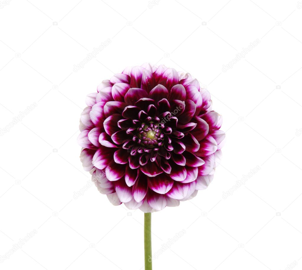  purple flower on white 