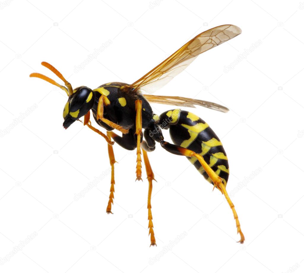 wasp isolated on white 