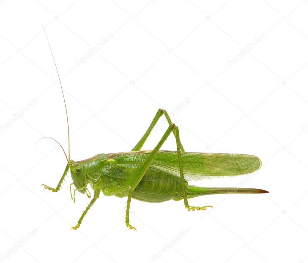 Green locust isolated on white 