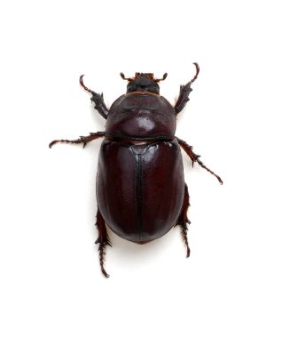 beyaz izole böceği 