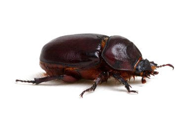 beyaz izole böceği 