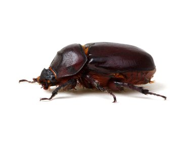 beyaz izole böceği 