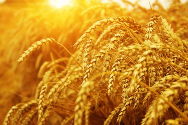 Buğday alan tarih Pzr.