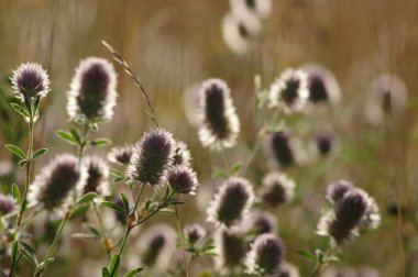 Yaz çiçeklenme çimen 