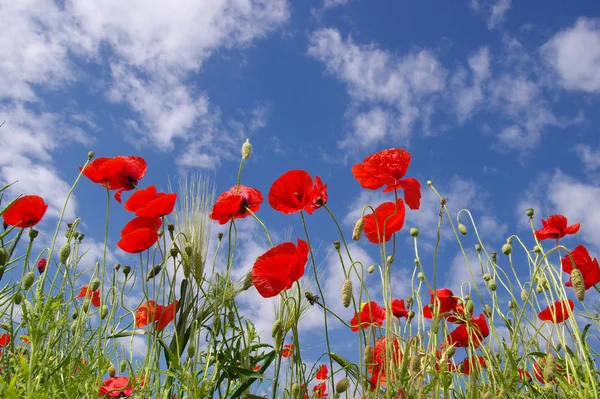 Rode papaver op het veld — Stockfoto