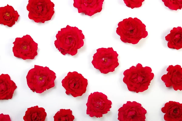 Κόκκινα τριαντάφυλλα σε λευκό — Φωτογραφία Αρχείου