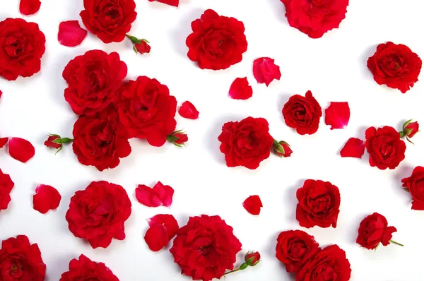 Red roses on white — Stock Photo, Image