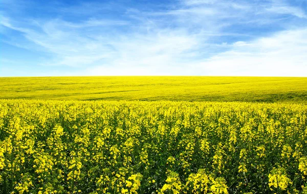 Campo de oro en el cielo — Foto de Stock