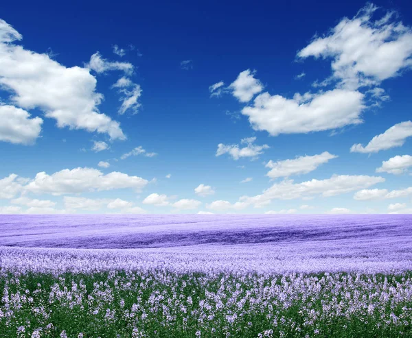 Frühlingsblumenfeld — Stockfoto