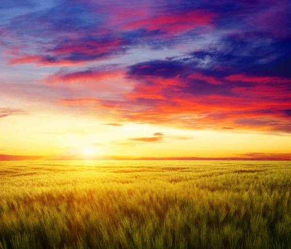 Sunset on the wheat — Stock Photo, Image