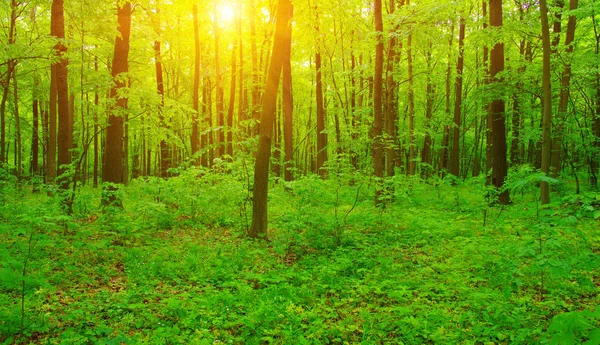 Лісові та сонячні промені — стокове фото