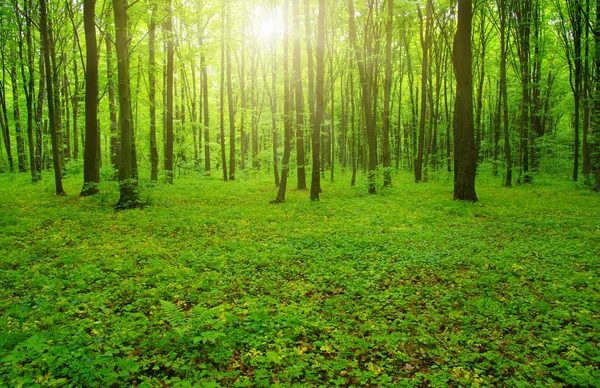 Güneş ışını orman — Stok fotoğraf
