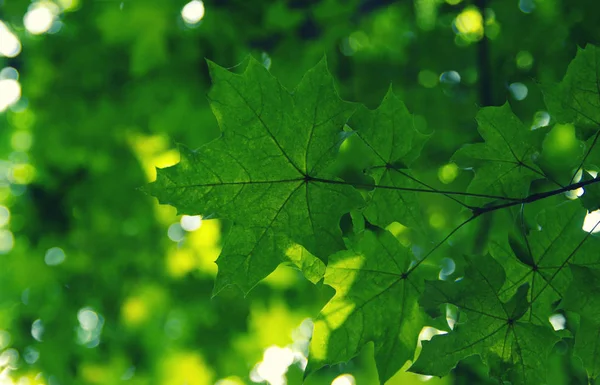 Zelené listy na zelené — Stock fotografie