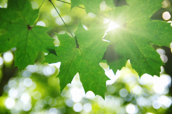 Gröna blad och sol — Stockfoto