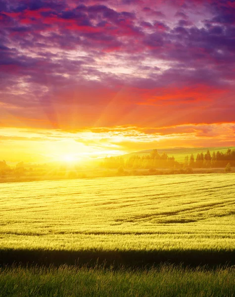 麦粒上的夕阳 — 图库照片