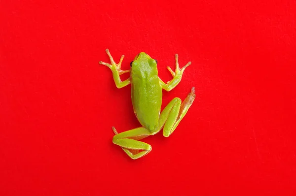 Groene boomkikker — Stockfoto