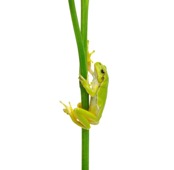Tree frog on a plant — 스톡 사진