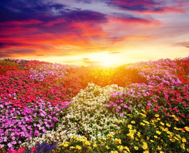  Çiçek alan güneş ışığı ile