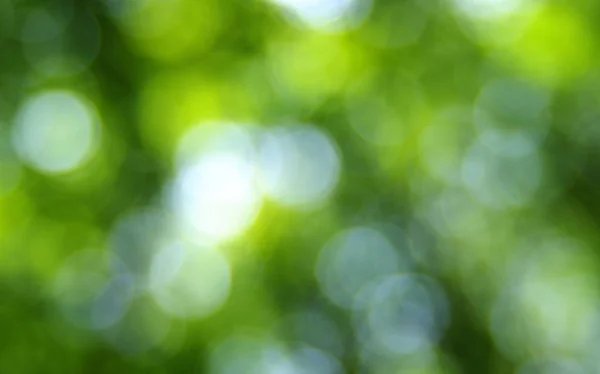 Green blurred background — Stock Photo, Image