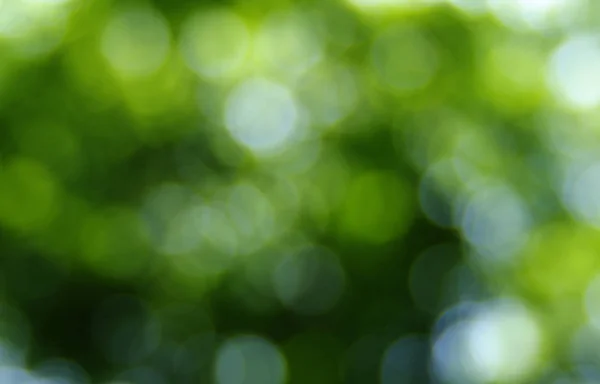 Zelená rozmazané pozadí — Stock fotografie