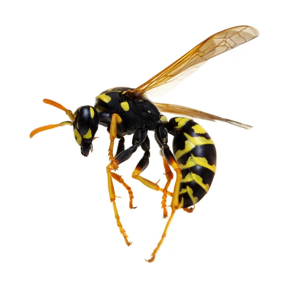 흰 바탕에 외따로 떨어져 있는 말벌 — 스톡 사진