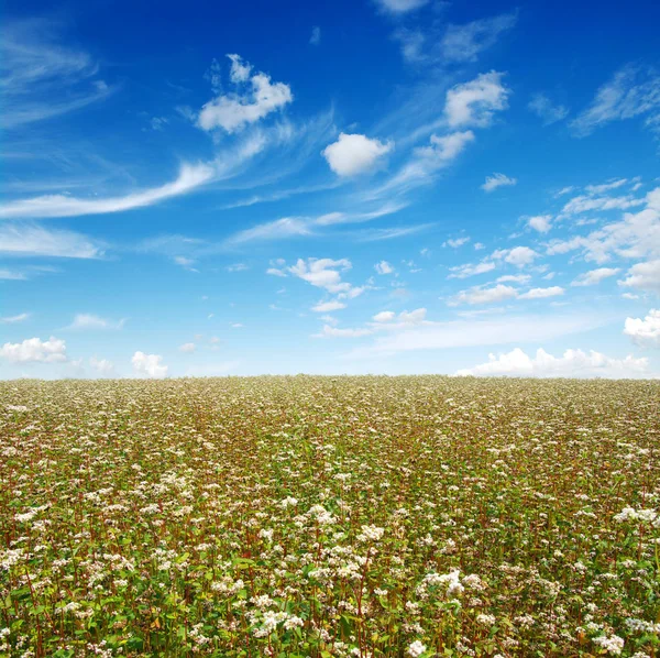 Buckwheat field on sky — Stock Photo, Image