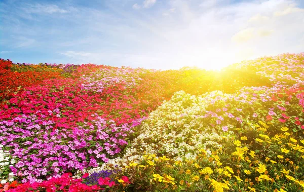 Квіткове поле з сонячним світлом — стокове фото