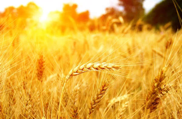Campo de trigo al sol . —  Fotos de Stock