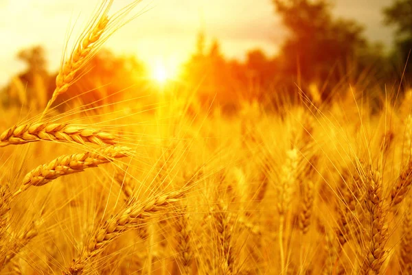 Campo de trigo al sol . — Foto de Stock