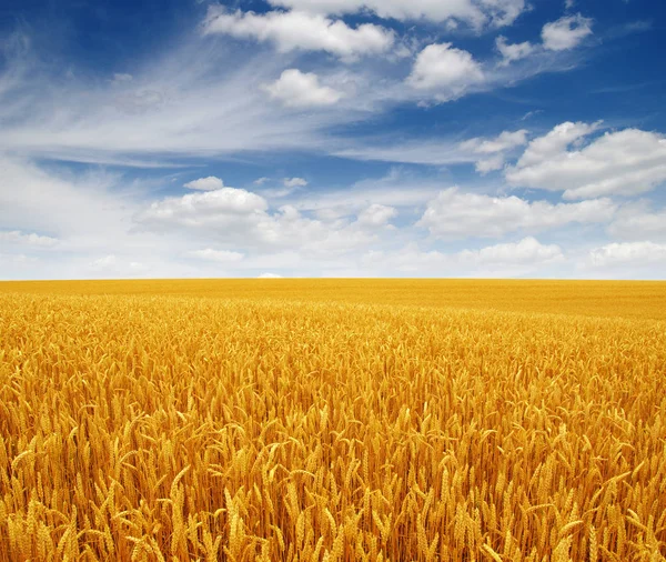 Wheat field and clouds — Stock Photo, Image