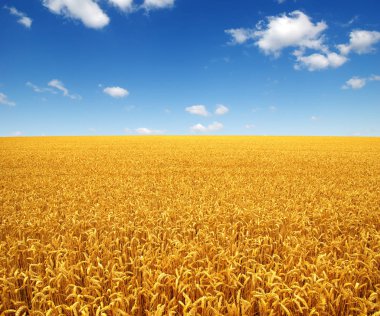 buğday alan ve bulutlar