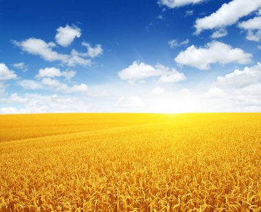 Buğday tarlası ve Güneş 