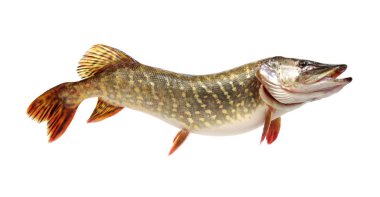  Pike beyaz üzerinde izole 