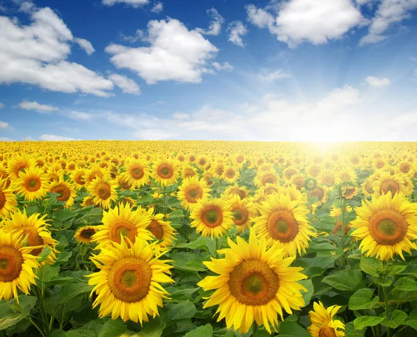 Field of sunflowers — Stock Photo, Image