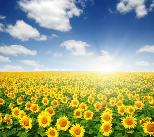 Campo de girasoles — Foto de Stock