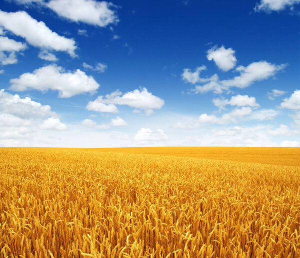 wheat field and clouds