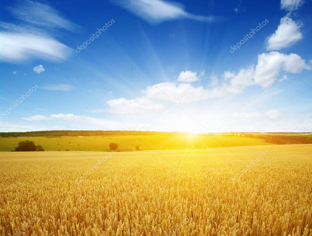 Wheat field and sun 
