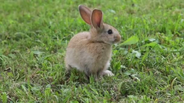 Conejito pequeño conejo — Vídeo de stock