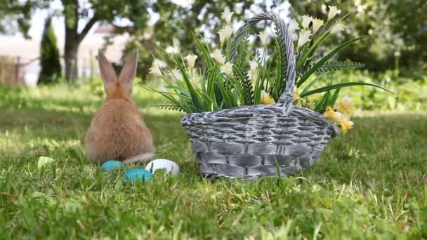 Pequeño conejo sentado en la cesta — Vídeo de stock