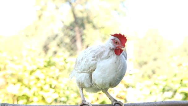 Young white pullet hen — Stockvideo