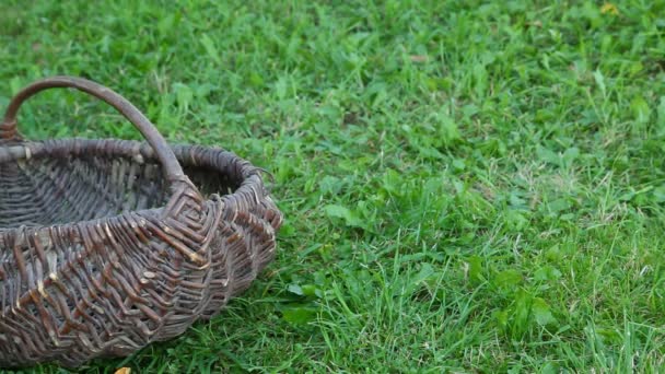 Rellenar la cesta vacía con manzanas — Vídeos de Stock