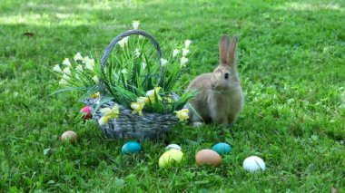 Küçük tavşan sepet oturma