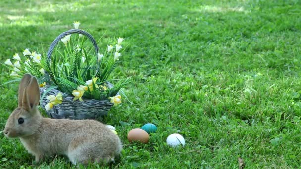 Pequeño conejo sentado en la canasta — Vídeos de Stock