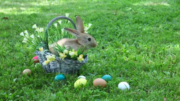 Pequeño conejo sentado en la canasta — Vídeo de stock